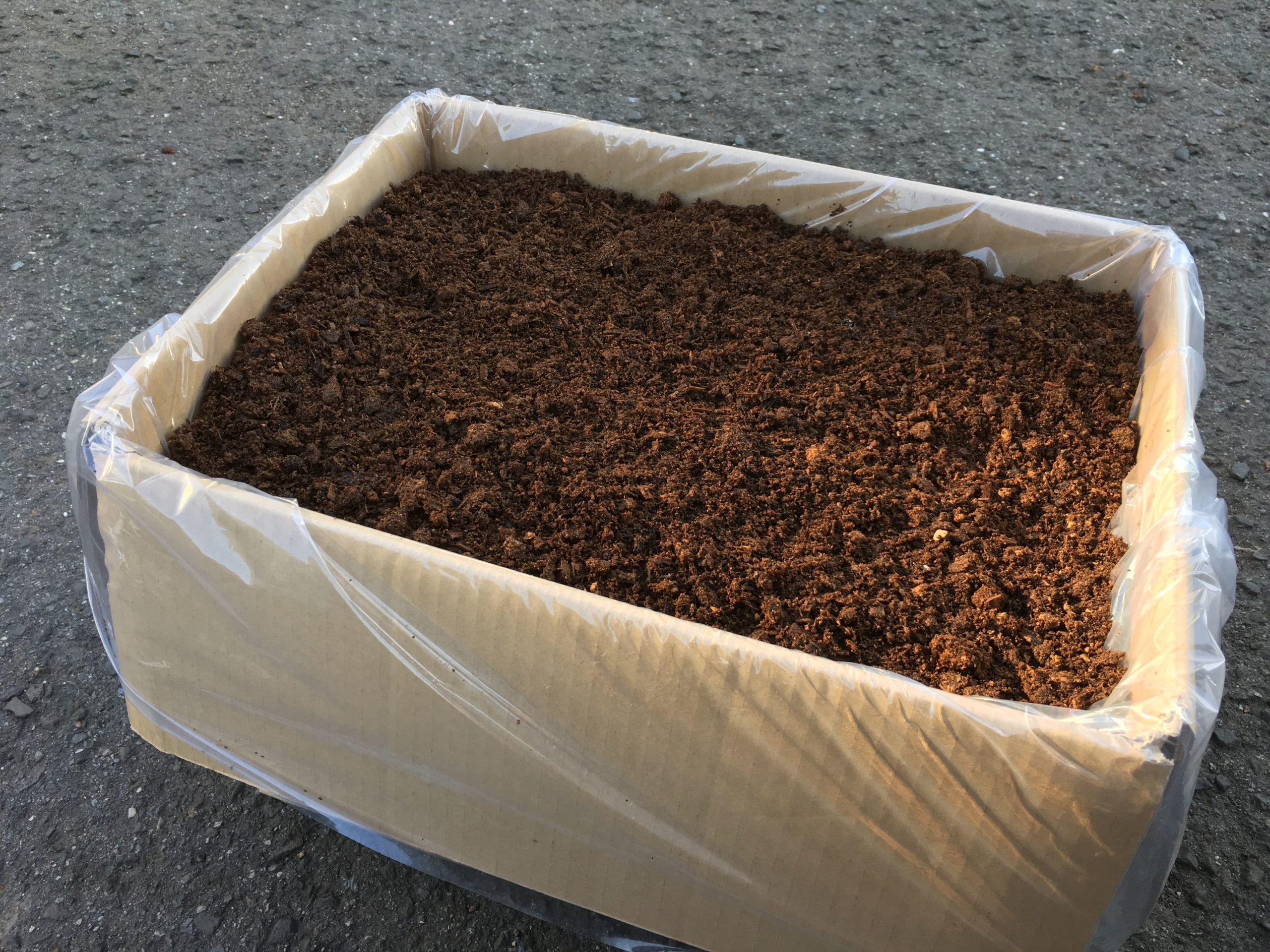 ヘラクレス｜オリジナルマットについて｜ムシペディア