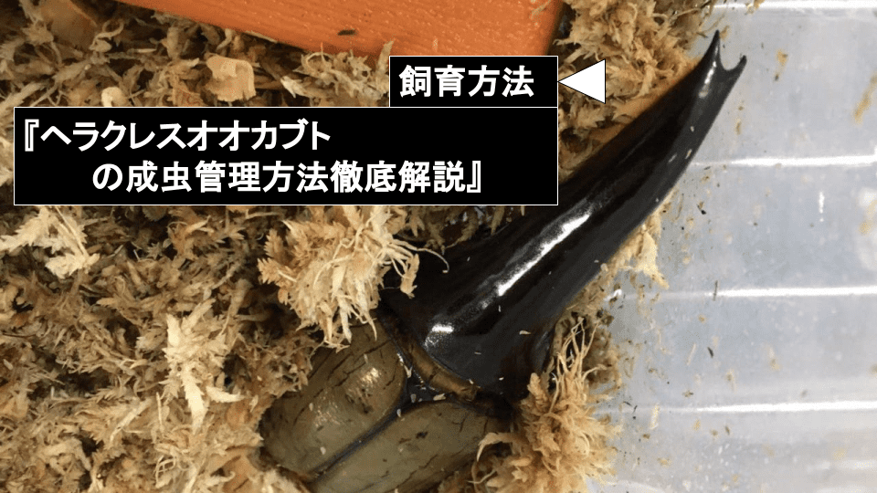 ヘラクレスオオカブトの成虫飼育方法 ムシペディア