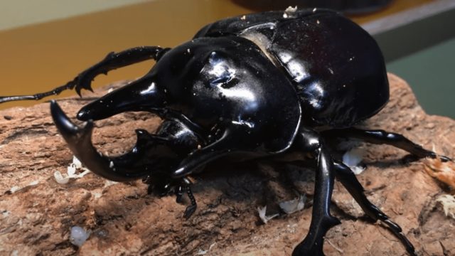 アクティオンゾウカブト（レックスゾウカブト）とは？飼育方法も 