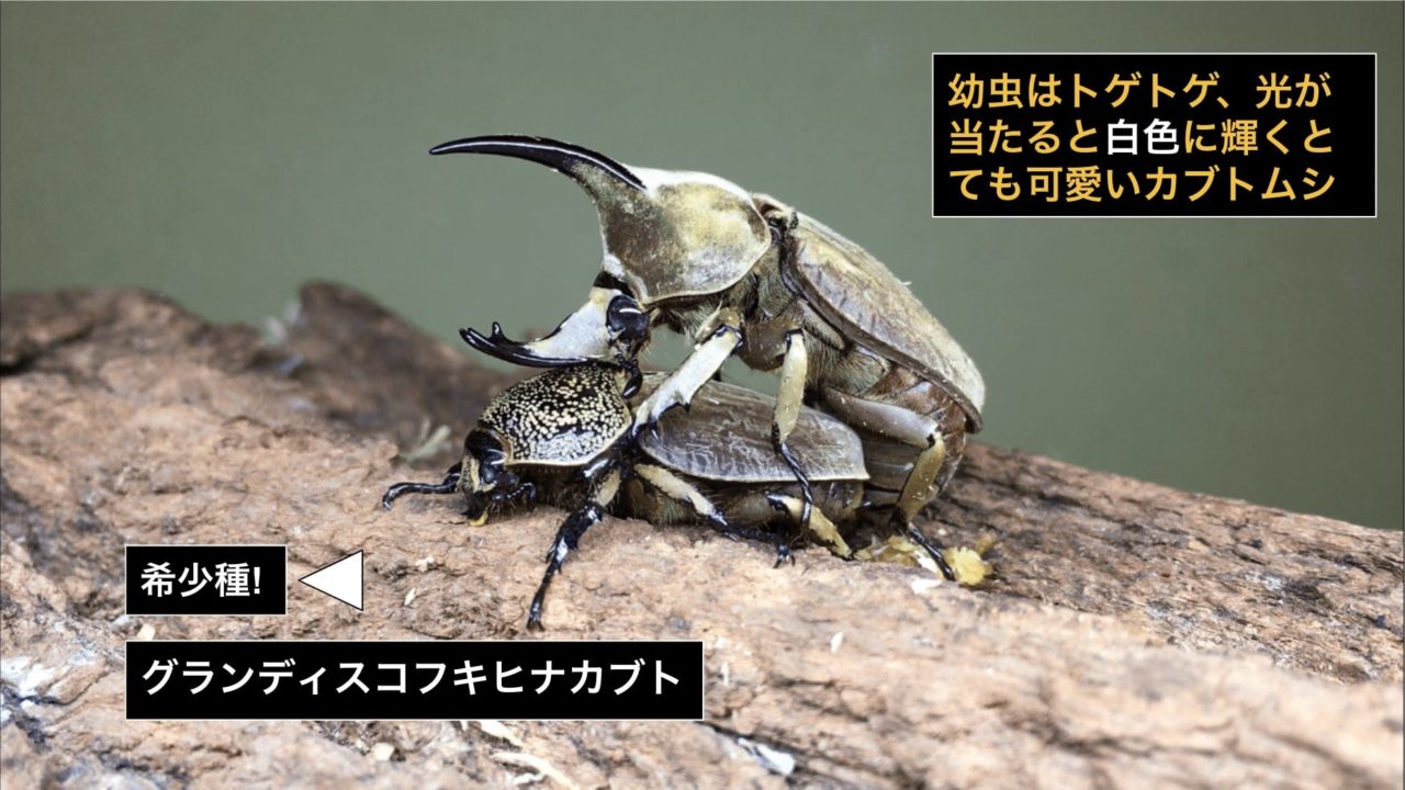 グランディスコフキヒナカブト｜種親・血統紹介[ビーラボ 