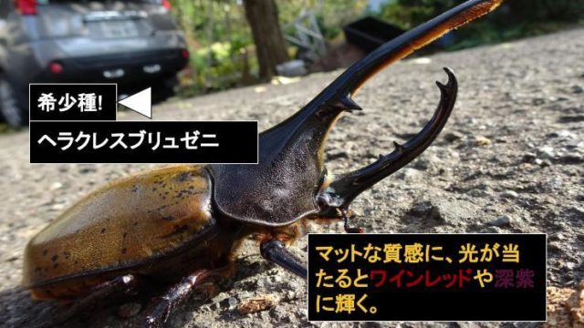 年の記事一覧 ムシペディア