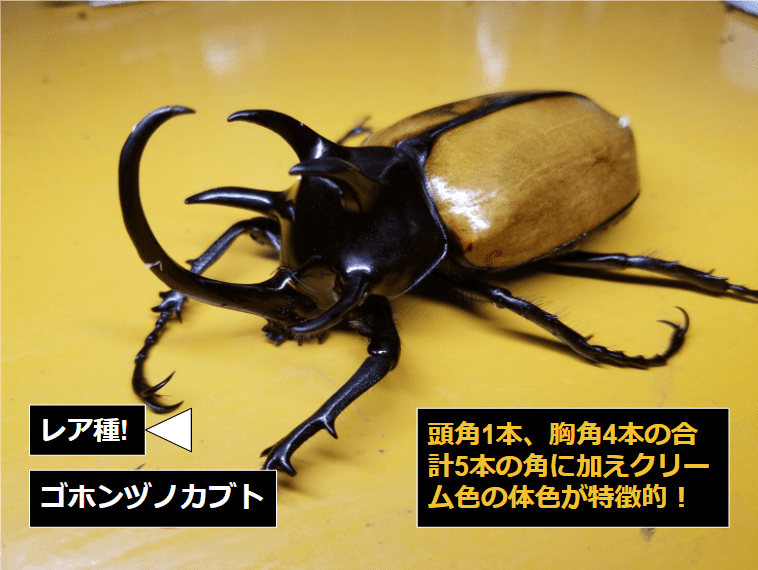 ゴホンヅノカブト｜種親・血統紹介[ビーラボ ]｜ムシペディア