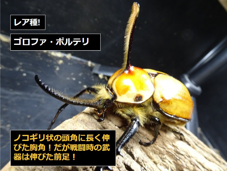 【花滝】 ゴロファ・ポルテリ　タテヅノカブト　発色非常に良い、口吻60㎜の大型　標本　 ゴロファ ポルテリの飼育（羽化） - クワガタ・カブトムシ飼育情報