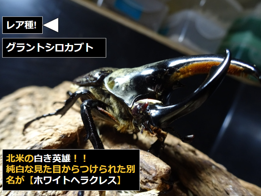グラントシロカブト｜種親・血統紹介[ビーラボ ]｜ムシペディア