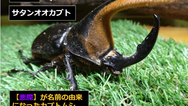 ヘラクレスオオカブトの成虫飼育方法 ムシペディア