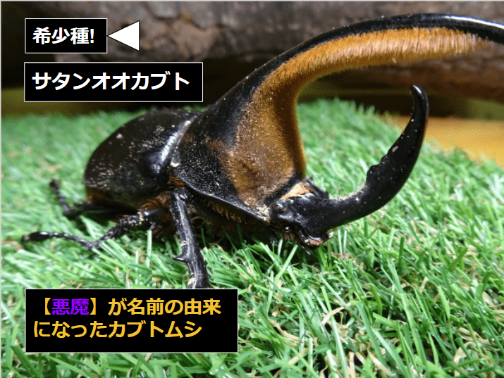 サタンオオカブト 種親 血統紹介 ビーラボ ムシペディア