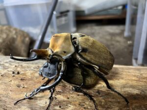 エレファスゾウカブト飼育｜交尾（ペアリング）｜ムシペディア