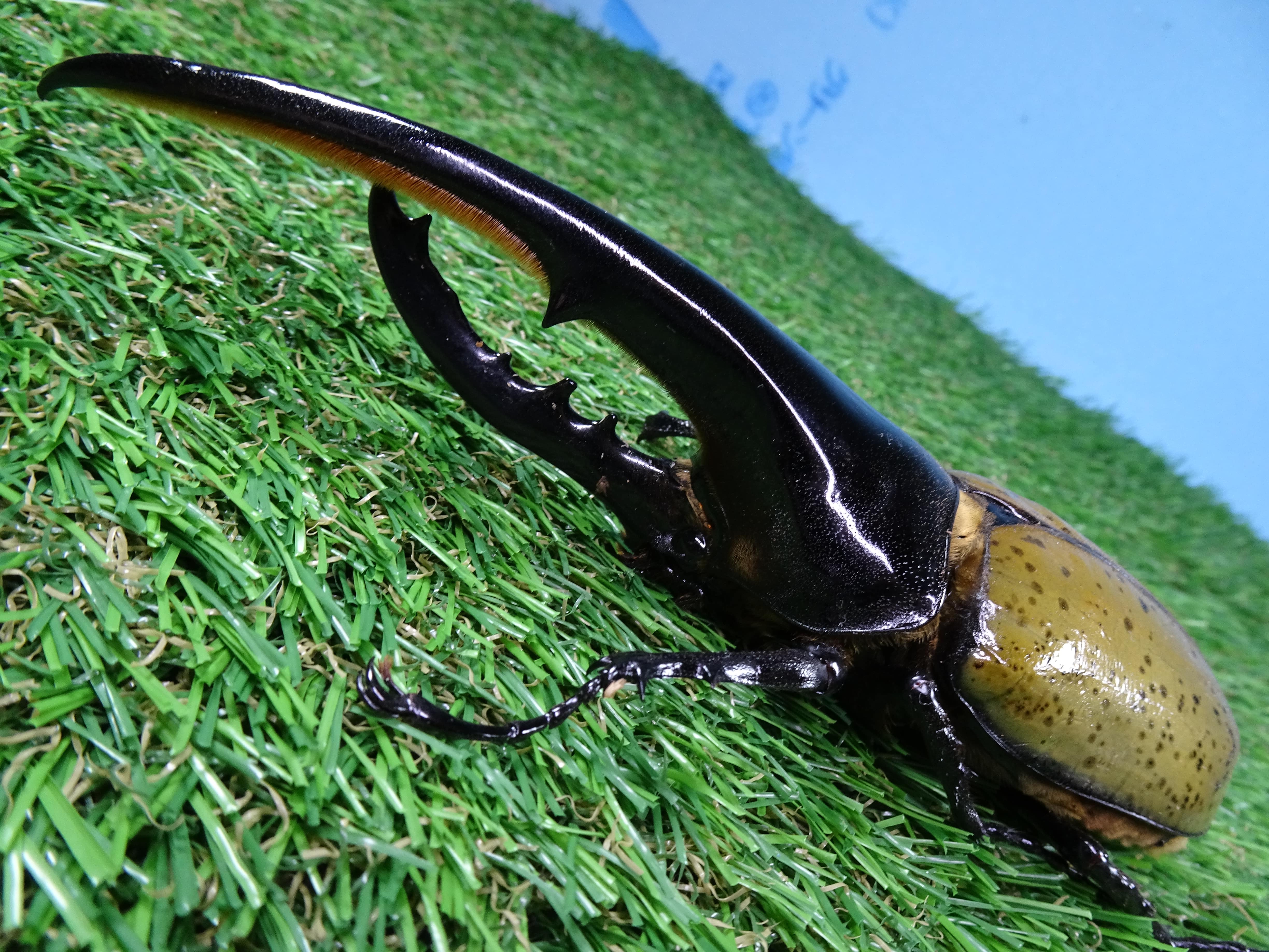 ヘラクレス販売のビーラボ Dhヘラクレスオオカブト 標本用死虫 完品 162mm