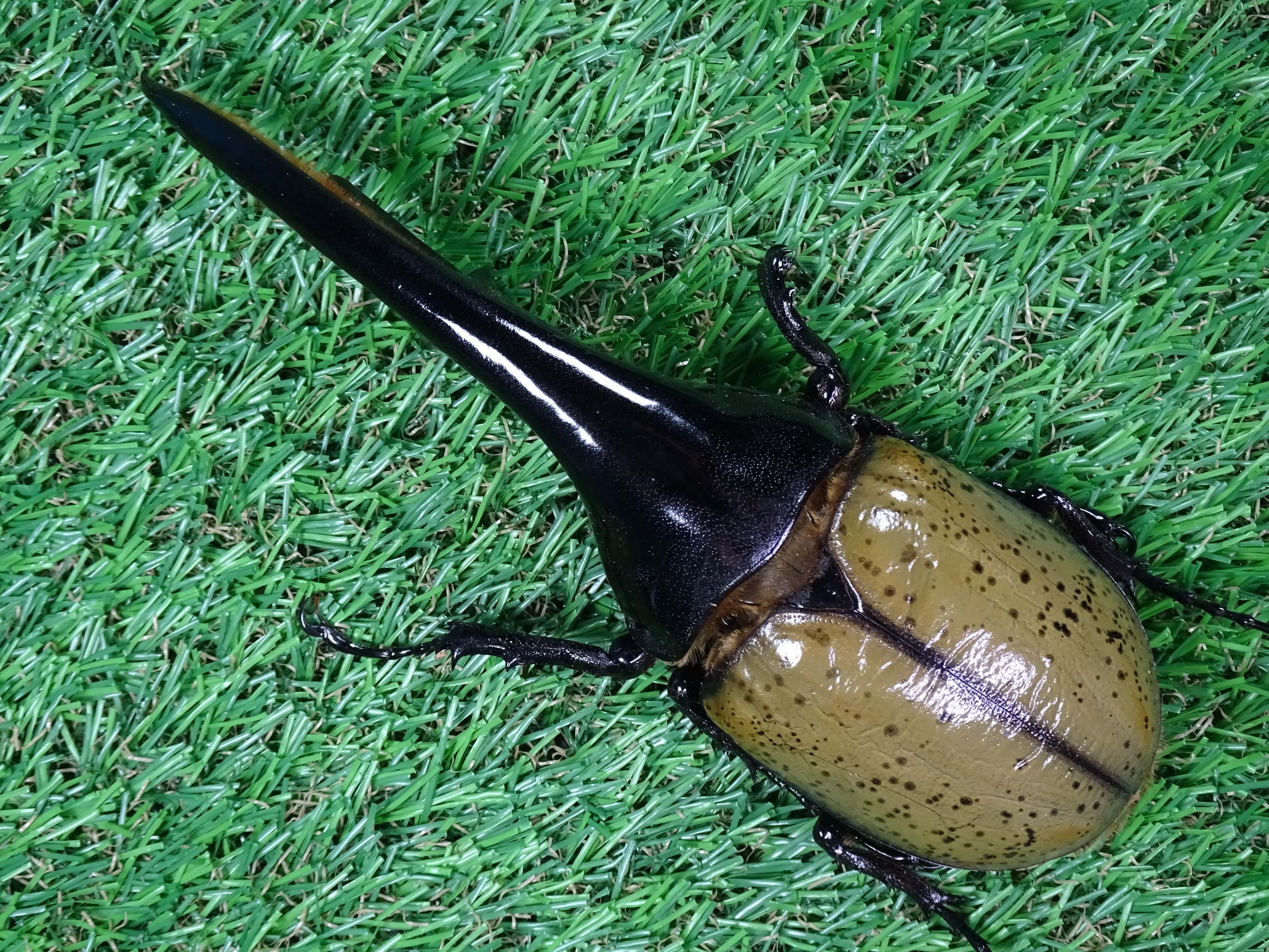 ヘラクレス販売のビーラボ Dhヘラクレスオオカブト 標本用死虫 完品 162mm