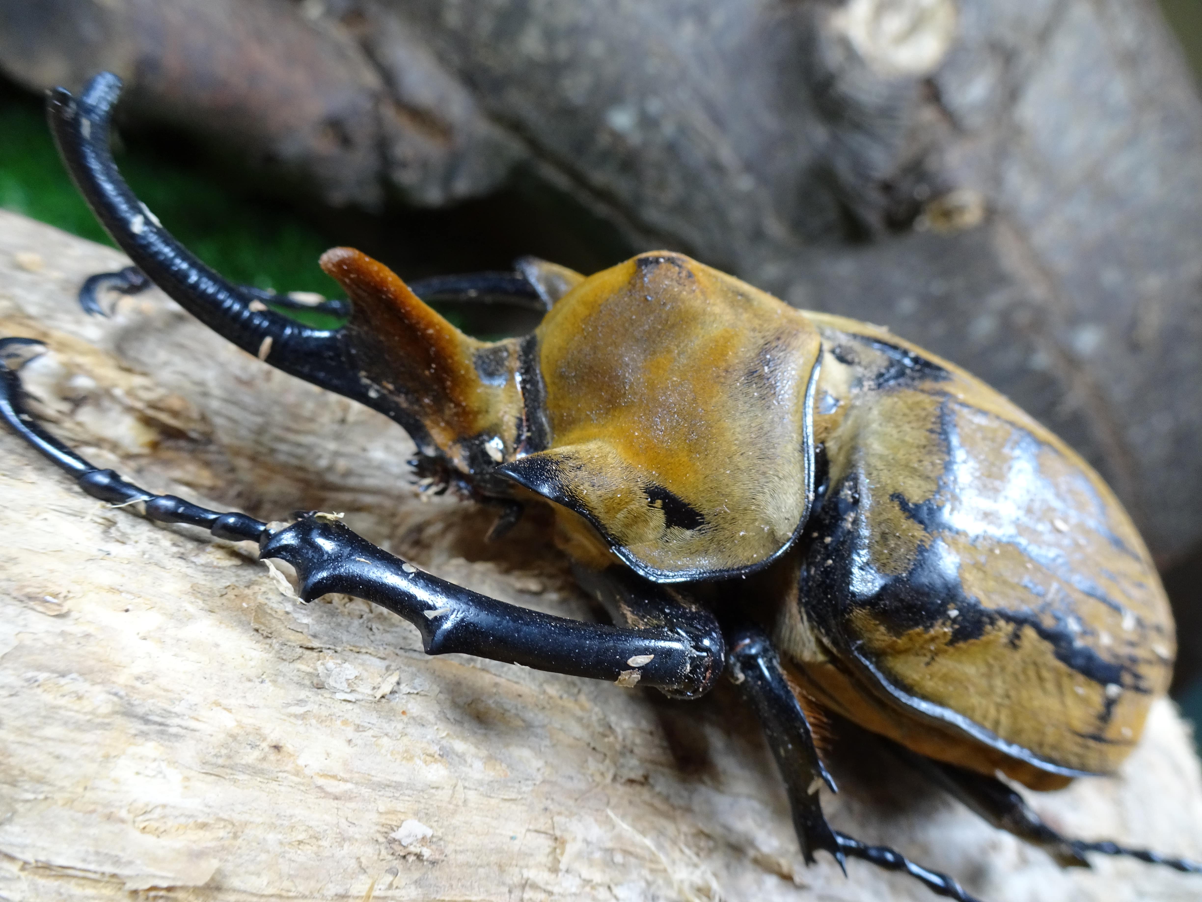 特大エレファスゾウカブト標本 エレファスゾウカブト♂105mm 標本 - メルカリ